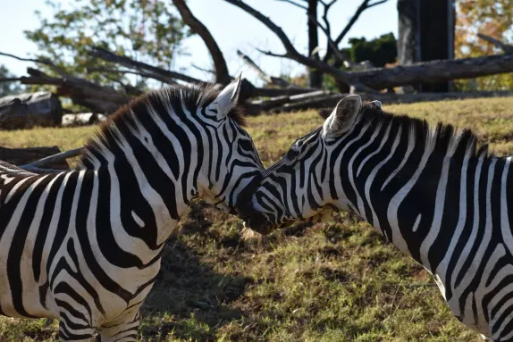 Casino Rockn Rolla Podrška